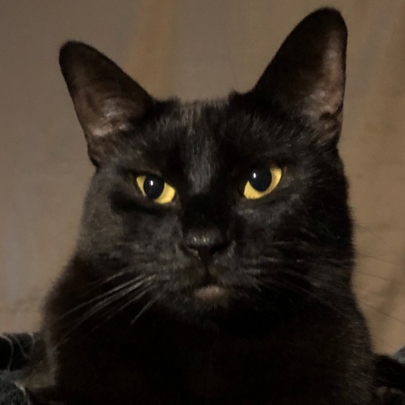 Meet your Posher, Pauline - Picture 1 of 1